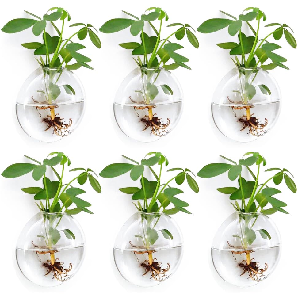 Wall Propagation Planter 6 Pack Glass Wall Planter Oblate Hanging Terrarium