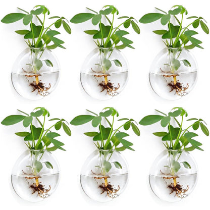 Wall Propagation Planter 6 Pack Glass Wall Planter Oblate Hanging Terrarium