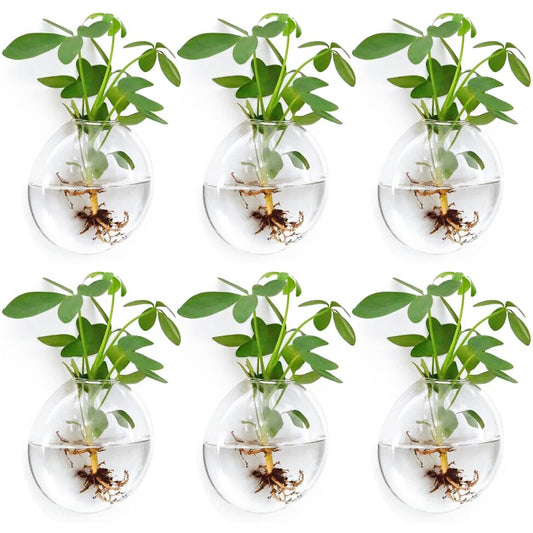 Wall Propagation Planter 6 Pack Glass Wall Planter Oblate Hanging Terrarium