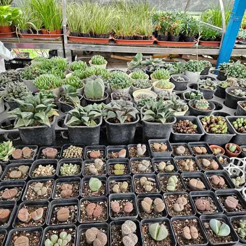 BTPLASTIK Square Nursery Pots 2.7 Inch 180 Pcs, Plastic Small Flower Pots with Drainage Holes, Sturdy Seedling pots for Planting, Cuttings (Black) - color: Black, size: 2.7 Inch-180P