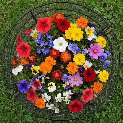 DHAMPOOH Garden Cloches for Plants, Outdoor Plant Protectors, 4 Pack - size: Pack of 4