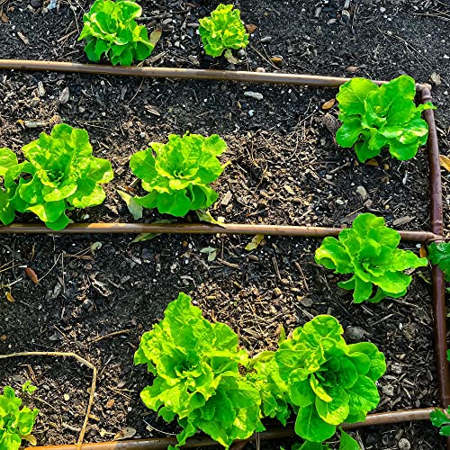 (100' ft Roll) - USA Made - 1/4-Inch x Irrigation/Hydroponics Dripline with 6-Inch Emitter Spacing (Brown) (100' Foot Roll) - size: 100' Foot Roll