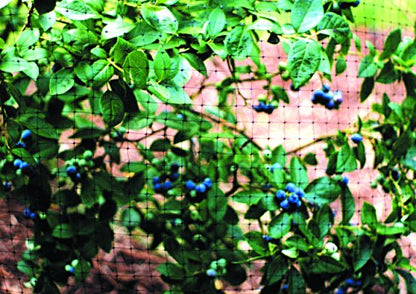 Tenax 2A140180 Pond and Plant Protect Net, 14 by 30-Feet, 14' x 30', Black - size: 14-ft x 30-ft