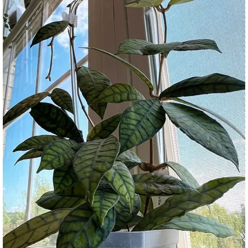 sdnaie Architect Order Tree Plant Trellis