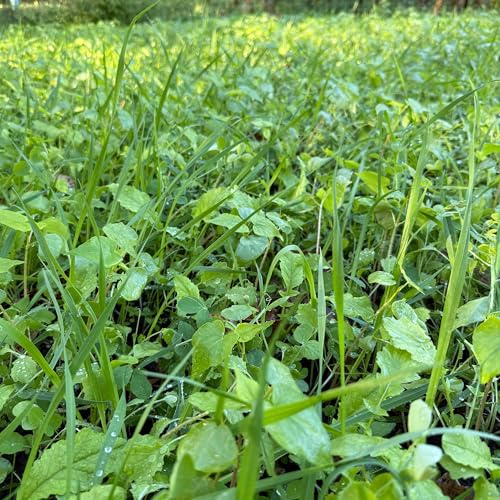 2.5 lb All Purpose Garden Cover Crop Seed Mix for Planting - 15 Seed Blend for Raised Beds & Gardens - Improves Soil & Organic Matter - Easy to Grow - size: 2.5 LBS = 1,500–1,875 sq ft