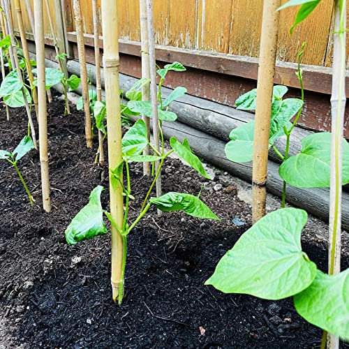 COLOtime Bamboo Stakes 2FT Garden Plant Stakes for Indoor Plants 30 Pack - size: 2ft, 30 Pack