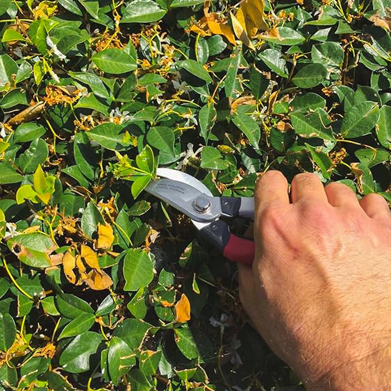 SaidiCo Professional Grade Gardening Hand Pruner, Bypass Pruning Shears, 3/4 Inch Cut, Red and White Handles
