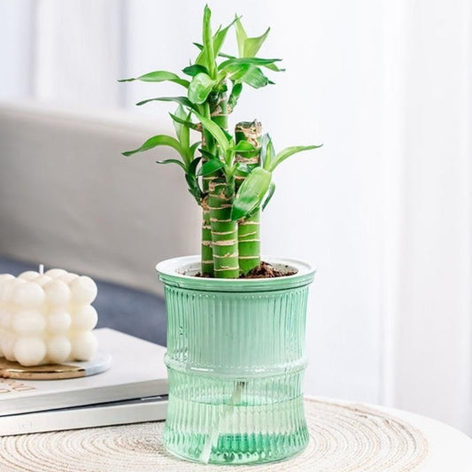 Lazy Hydroponic Flower Pot Automatic Water-Absorbing Plant Pot Transparent Double Layer Plastic Self Watering Planter Office Home Greenery Decor(Green) - color: Green