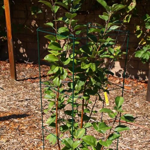 Green Square Folding Tomato Cage Plant Support Stake Tower 12 inch by 46 inch, Pack of 10 Sets - size: 12*46inch Sq-PVC Green-10Pack