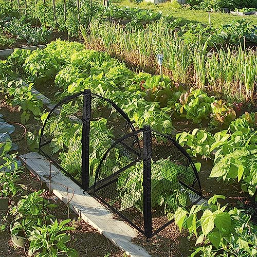 Strawberry Plant Protector,22 x22 x 22 Inch Cloche Dome for Plants