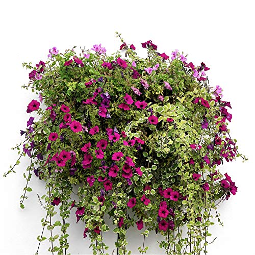 14 inch Coco Liner for Planters, 2PCS Half Round Replacement Plant Basket Liners Coco Fiber Liner for Hanging Basket Wall Flower Basket, Half Circle Wall Planter - size: 14 inch