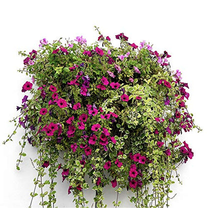 14 inch Coco Liner for Planters, 2PCS Half Round Replacement Plant Basket Liners Coco Fiber Liner for Hanging Basket Wall Flower Basket, Half Circle Wall Planter - size: 14 inch
