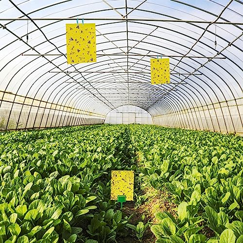 60 Pack Yellow Sticky Traps for Gnats, Fruit Fly Traps for Indoors Plants - size: 60Packs