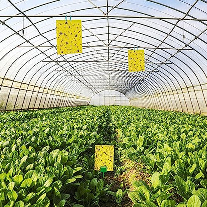 60 Pack Yellow Sticky Traps for Gnats, Fruit Fly Traps for Indoors Plants - size: 60Packs