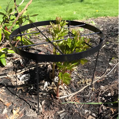 23.6" Peony Cages and Supports,Plant Support Ring for Hydrangea - color: Black, size: 23.6"x18.9"