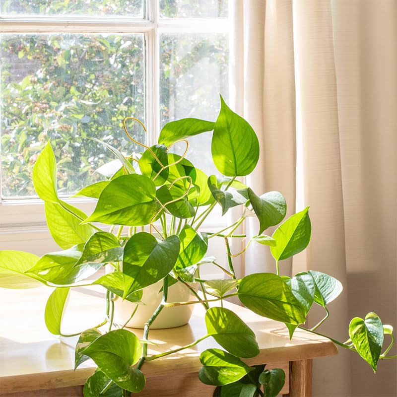 2Pcs Metal Leaf Shape Garden Trellis for Climbing Plant Indoor - color: A