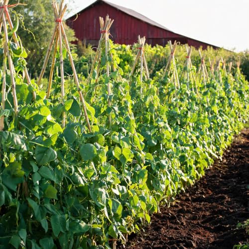 Natural Bamboo Plant Stake（Approx 5FT 50Pcs） Sturdy Bamboo Poles, Durable Plant Bamboo Stake, Garden Climbing Plant Bracket. - size: 4.8ft-50pcs