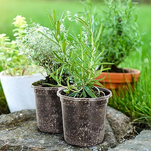Bluepro Clear Nursery Pots with Drainage Holes, 7 Inch, 1 Gallon, 30-Pack - size: 7 Inch-30Pcs