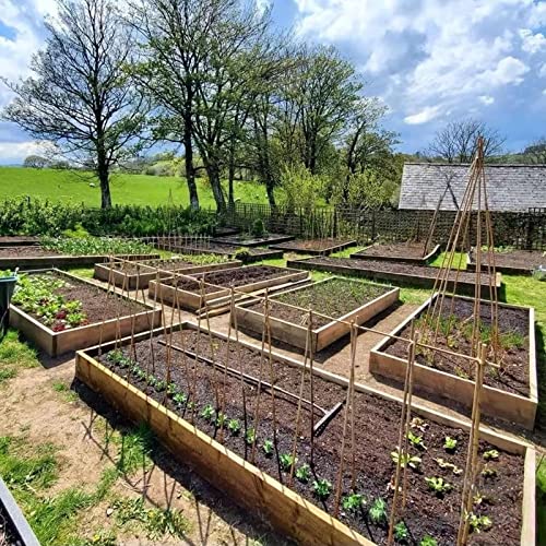 COLOtime Bamboo Stakes 58 Inch (Approx 5FT) Garden Stakes Plant Stakes for Outdoor Climbing Plants Poles Sticks Support Tomatoes 20 Pack - size: 58in, 20 Pack