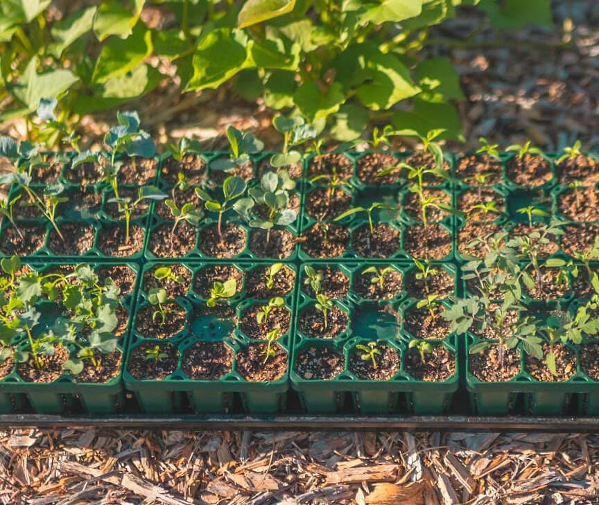 Vego garden Seedling Suite Products, 8 Pack Jumbo Seedling Trays with 10" x 20" Bottom Watering Trays - size: Jumbo