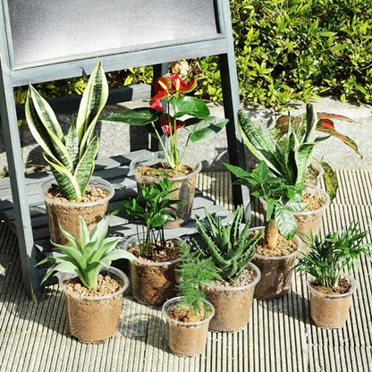 JERIA 60 Pack 6/5/4Inch Clear Nursery Pots with Drainage Holes, Clear Plant Pot for Planting, Transparent Plastic Plant Pots,Durable Seed Starting Pot for Succulents - size: 4/5/6Inch-60Pack