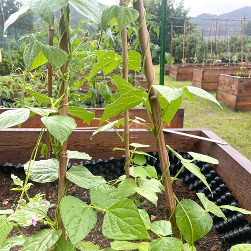 Cambaverd Bamboo Stakes 6 Feet, 50 Pack Garden Stakes for Tall Plants - size: 72 Inch