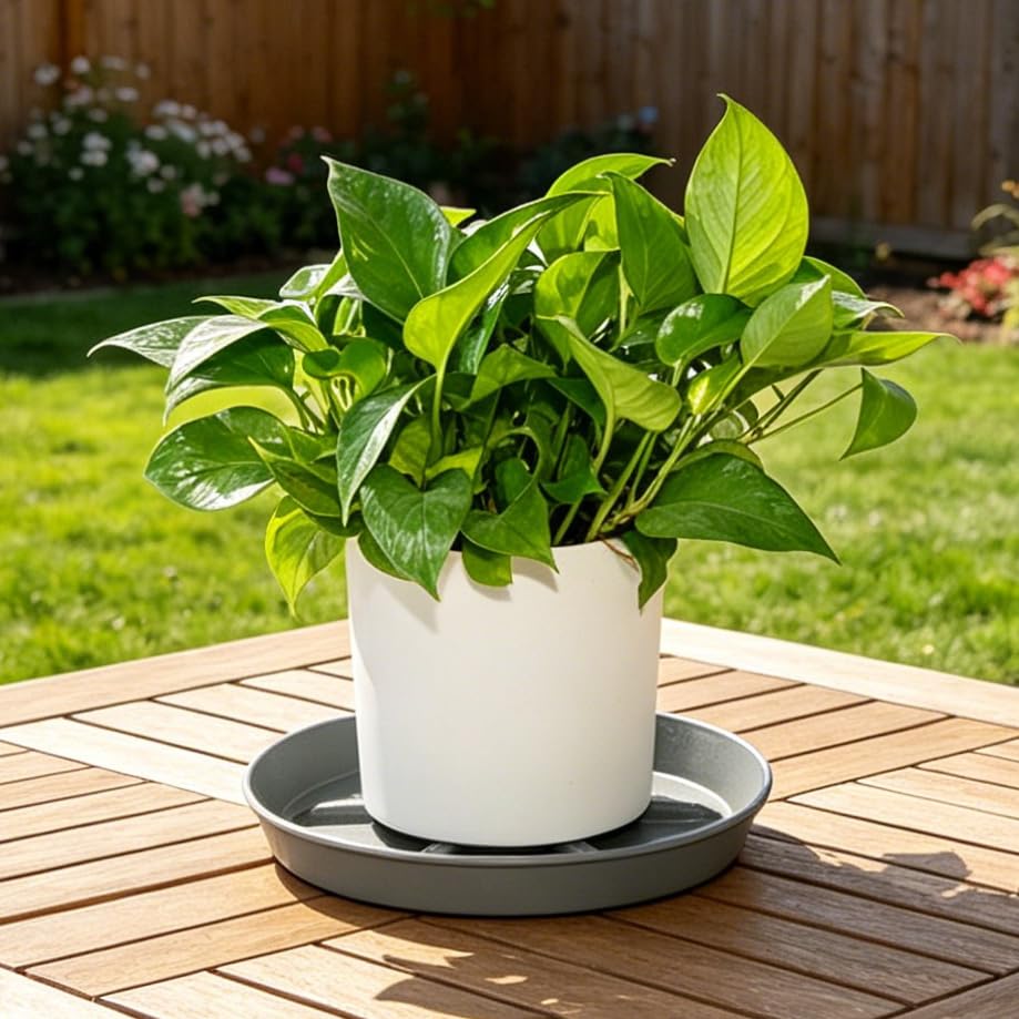 NIMYAU Plant Saucer 12 inch 2 Pack Deep Drainage Plant Saucers – Raised Middle Platform, Heavy Duty Thick Plastic Round Drip Tray - color: Gray, size: 12" (2-Pack)