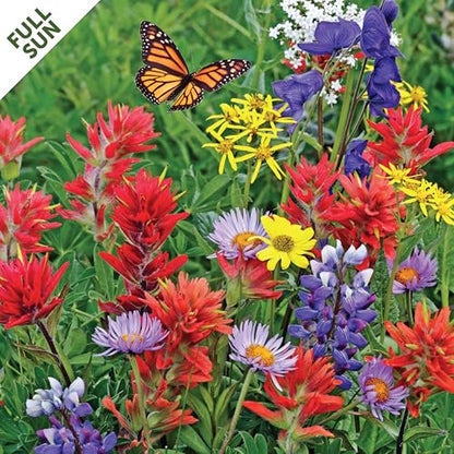 Seed Mat - Easy to Plant and Grow Garden Seeds - Creates Fragrant, Vibrant Flower Garden (Monarch Butterfly Sanctuary Flower Garden - 1 mat)