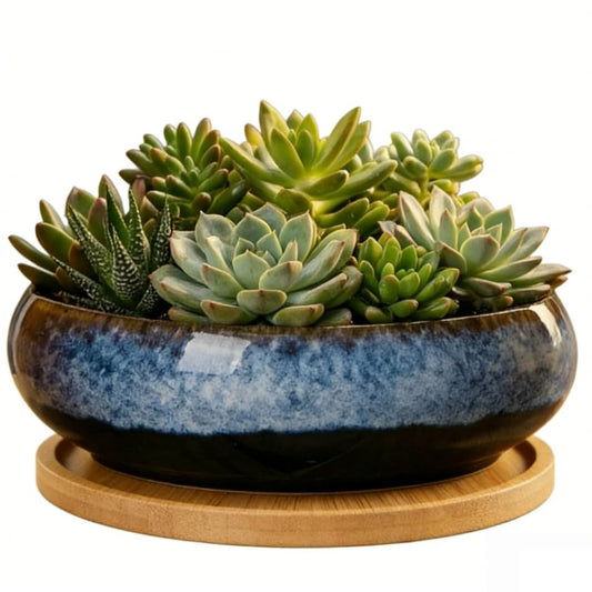 Succulent Pots with Drainage Hole Ceramic Bonsai Tree Pots, 8 in Shallow Planter with Saucer, Round Plant Pot for Succulent Indoor Outdoor, Porch Decor, Gifts for Plant Lover Blue - color: Blue, size: 8 inch