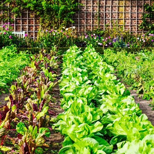 Vapor Barrier Supply - 3.2oz Premium Landscape Fabric Heavy Duty - (6' x 300') - Commercial Grade Landscape Fabric, Woven Landscaping Fabric, Ground Cover for Gardening, Farming, Agriculture - size: 6' x 300'