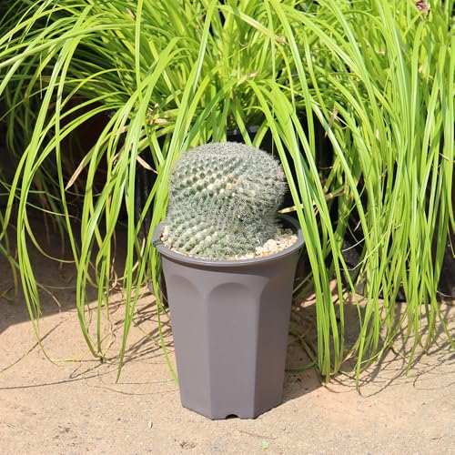 8 Pack 6.10 Inch Plastic Deep Nursery and Seedling Pots, Round Transplant Seed Starter Planter, Gray Color - color: Gray, size: 6.10 inch
