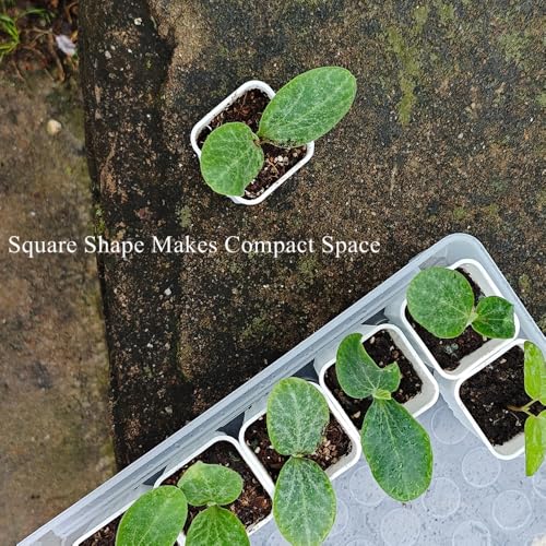 60 Pack 1.95 Inch Tiny White Plastic Square Nursery and Seedling Pot, Mini Deep Transplant Seed Starter Planter with Drain Hole for Germination, Herb, Succulent - color: White