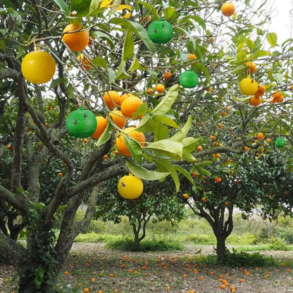 Qualirey 20 Pcs Sticky Fruit Fly Trap Ball Adhesive Fly Catching Ball Sticky Glue Fly Gnat Wasp Hornet Mosquito Bugs Flying Insects Trap Ball Traps (Yellow) - color: Yellow, size: Flat Top