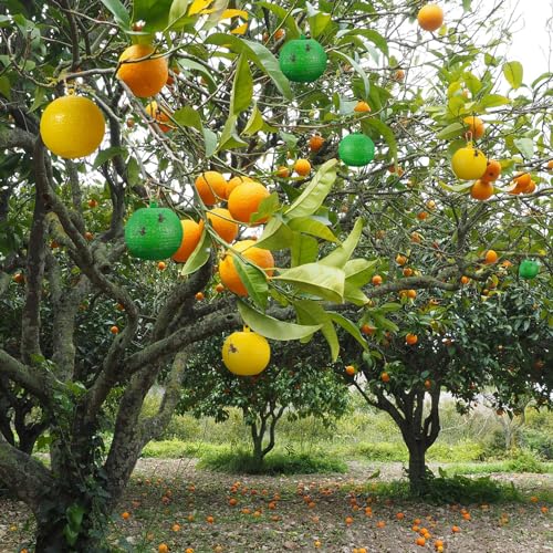 Qualirey 20 Pcs Sticky Fruit Fly Trap Ball Adhesive Fly Catching Ball Sticky Glue Fly Gnat Wasp Hornet Mosquito Bugs Flying Insects Trap Ball Traps (Green, Yellow) - color: Green, Yellow, size: Flat Top