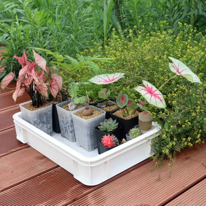 16 Pack 3.20 Inch Small Clear Plastic Square Nursery and Seedling Pot, Deep Transplant Seed Starter Planter with Drain Hole for Germination, Herb, Succulent - color: Clear