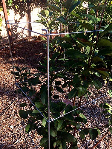 46" Height 12" Width 2PCS Galvanized Square Folding Tomato Cage,Plant Support Stake Tower - size: 12*46inch Sq-Galvanized-2Pack