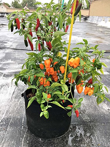 Enroot RootEase Garden Planting Fabric Container, Heavy Duty Durable Fabric Grow Pots, Perfect Harvest Planter, Raised Bed Gardening, Eco-Friendly Grow Bags - 3 Pack (7 Gallon, Black) - color: Black