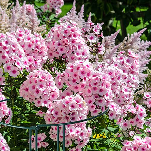 12 Pack 24 Inch Tall Plant Support Stakes, 10" W x 24" H Half Round Peony Cages and Support, Heavy Duty Green Plant Cage Ring Support for Indoor and Outdoor Peony Rose Tomato Hydrangea Flower - size: 10" Wide x 24" High