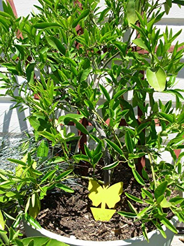 Yellow Dual Sticky Fly Traps 10-Pack for Gnat Whiteflies Fungus Gnats Flying Insects - Houseplant Disposable Glue Trappers Save a Garden Butterfly Shape