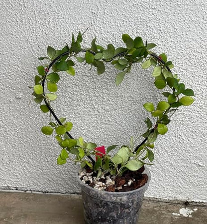 Trellis for Potted Plants, Small House Plant Support, Indoor Plant Trellis for Climbing Plants (Circle and Heart Shape)