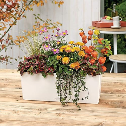 Lechuza BALCONERA Color 50 White, Self-Watering Window Box (Railing Planter), H7.5 L19.7 W7.5 in - color: White Matte, size: 50 cm, style: 50