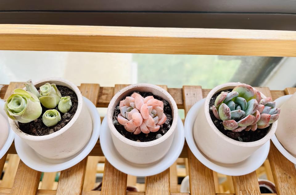 12 Pack 3.5 inch Plant Saucers Flower Pot Trays, Plastic Planter Drip Tray - size: 3.5"-12pcs