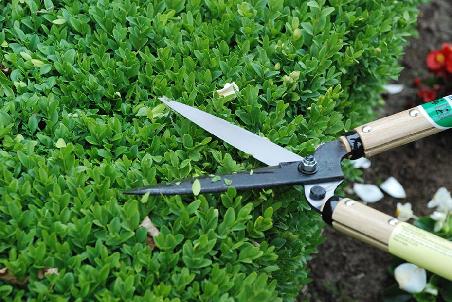 Okatsune Precision Hedge Shears 6" Blade, 20" total length - size: 6"