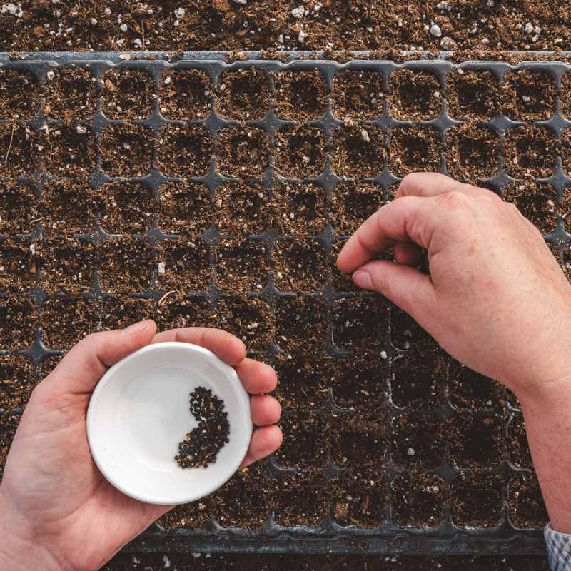 Bootstrap Farmer 128 Cell Seed Starting Tray Extra Thick Black 30 Trays - size: 30 Cell Trays