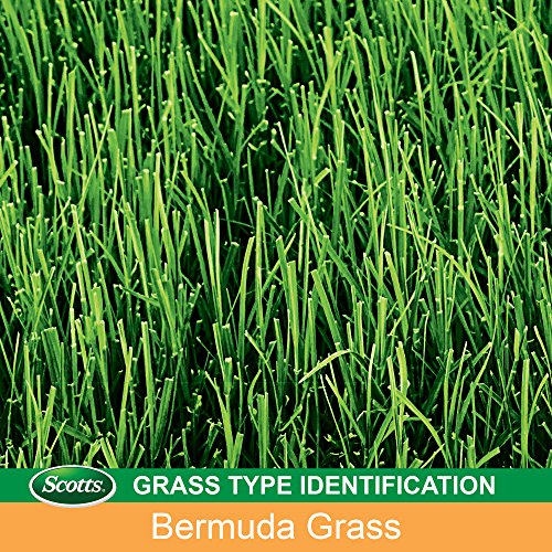 Scotts EZ Seed Patch & Repair Bermudagrass, 10 lbs. - size: 10 lb., style: 1 Pack