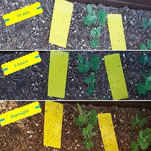 Faicuk Yellow Dual-Sided Sticky Fly Traps for Plant Insect, 30 Pack - size: 30 PACK