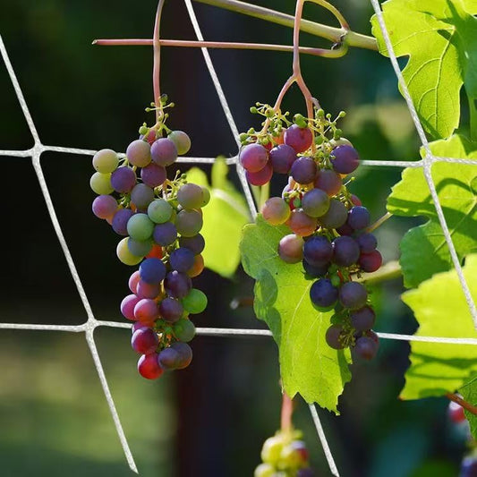 Polyester Trellis Netting Garden Plant Climbing Support Mesh for Vine Vegetables and Flowers