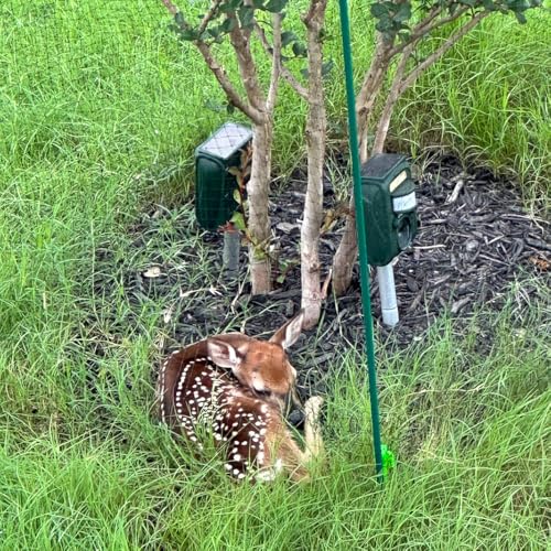 Deer Fence Netting 6.5x13FT, 3/4" Mesh, 18GSM, Against Small Animal - size: 6.5x13 FT