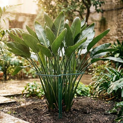 Thealyn 10 Pack Plant Support Stakes, 10" x 16" Peony Cages and Supports - size: 10Pack 10"x16"