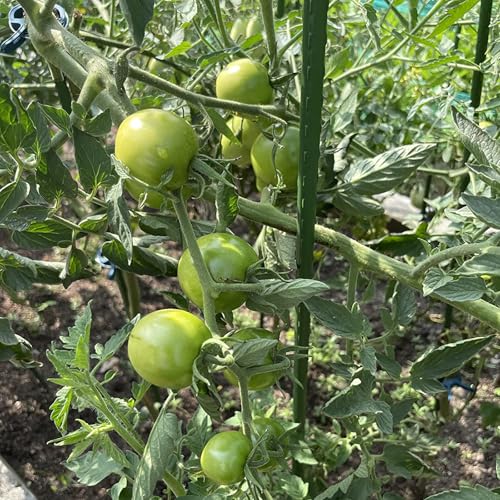 Garden Stakes, 48 Inch 4Ft Steel Tomato Plant Stakes, 20 Pack - size: 48 Inch-20 Pack